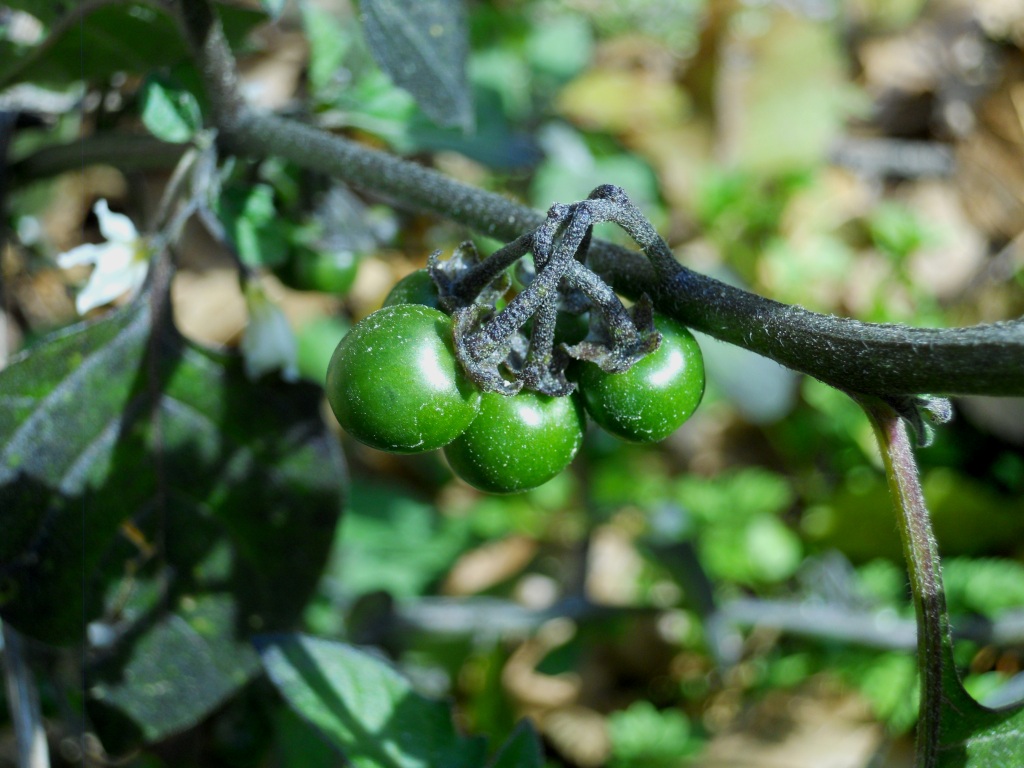 Solanum sp.  (Solanaceae)